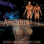 セラピストのための解剖学、運動学